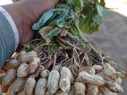 கச்சான் Peanut