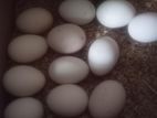 කඩක්නාත් බිත්තර රක්කන්න
