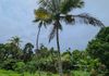 කඩවත Highway පිවිසුම පේන දුරින් වටිනා ඉඩමක් - Widok 5