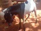 Kedaai Goat