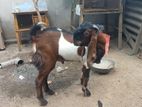 Farm Goats