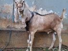 Farm Goat