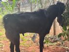 Jamunapaari Goats