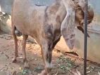 kedai Goat