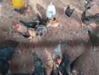 கோழி