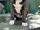 American Bully Mix Puppy