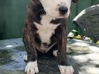 American Bully Mixed Puppy