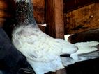 Keeran Big Male Pigeon with Ring