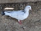 Keeran Pigeon