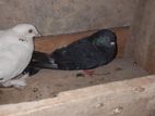 Pigeon