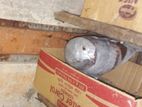 Keeran Pigeon