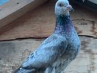 Keeran Pigeon