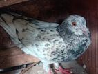 keeran pigeons