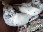 Keeran Pigeons