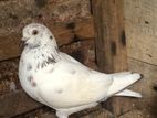 Pigeons