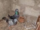 Keeri Timer Pigeon