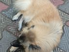 Keeshond Puppy