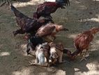 Aseel Hens
