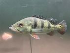 Kelberi Peacock Bass Fish Pair