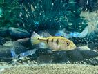 Kelberi Peacock Bass