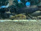 Kelberi peacock bass.