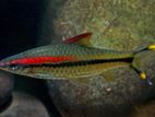 Kerala Barb/Roseline Shark