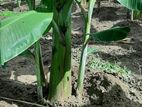 කෙසෙල් පැල Banana Plants