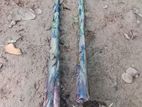 කෙසෙල් පැල