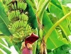කෙසෙල් පැල