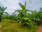 Banana Plants