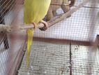 Yellow Ring Neck Parrot