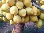 කහ කුන්දිරා පොල් පැළ ( coconut plant )