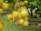 කහ රබුටන් පැළ