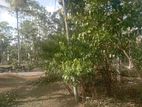 කහතුඩුව අධිවේගී පිවිසුමට ලඟින් හොඳම තැනක්