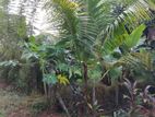කහතුඩුවෙන් අගනා ඉඩමක්