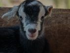 Kid Goats (Alpine, Toggenburg, Sanan)