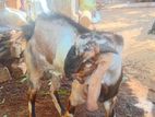 Farm Goat