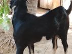 Kidaa Aadu