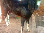 Kidaa Aadu