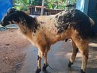 Farm Goat
