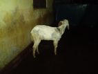 White Goat