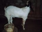 Farm Goat