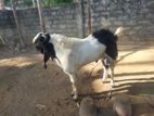 Goat for Sale