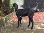Farm Goat
