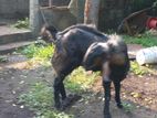 Farm Goat