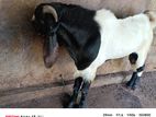 Kidai Goat