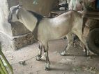 Kidai Aadu