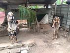 Farm Goat