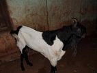 Farm Goat