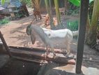Kidai Goat